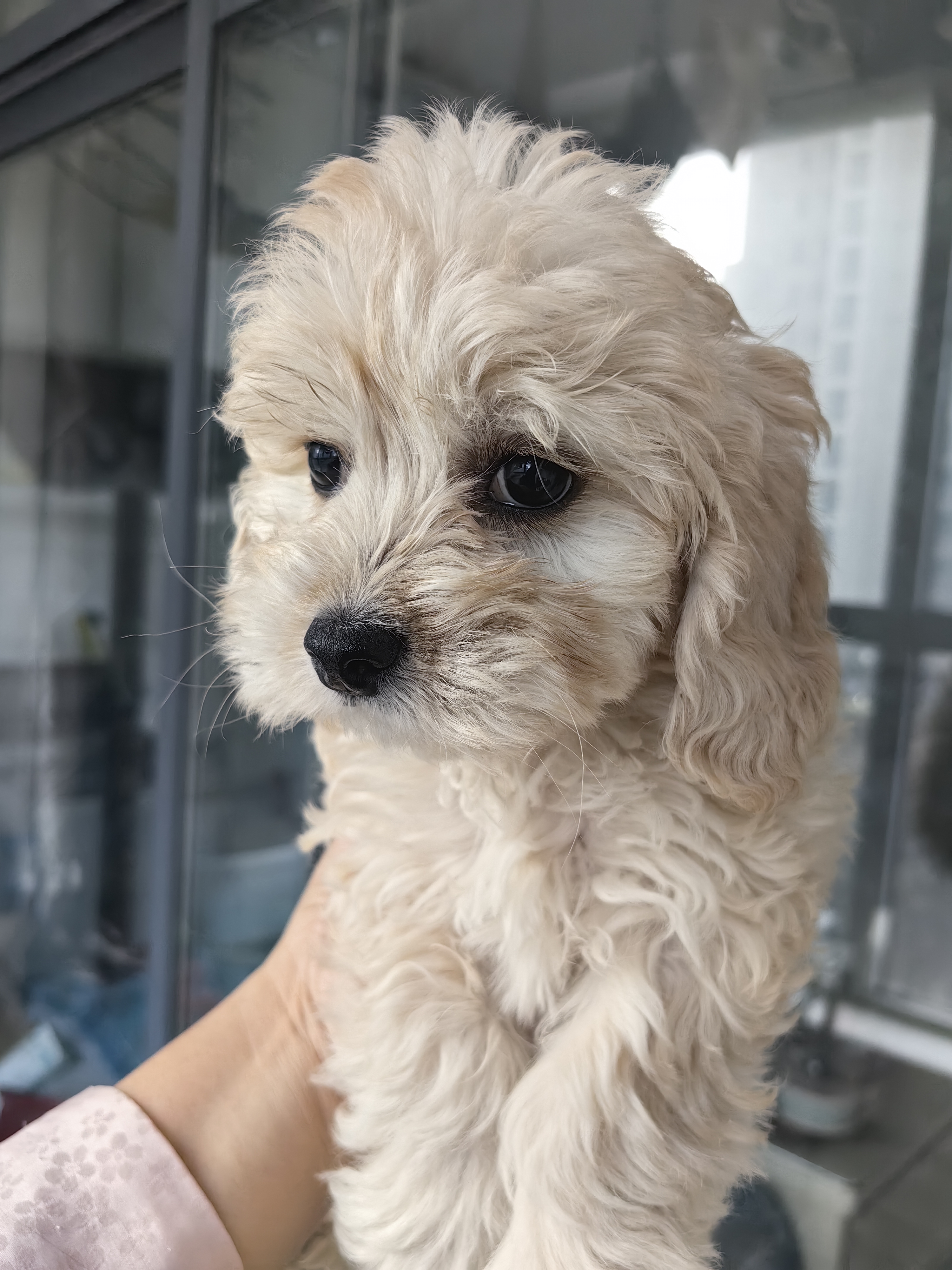 可卡犬
